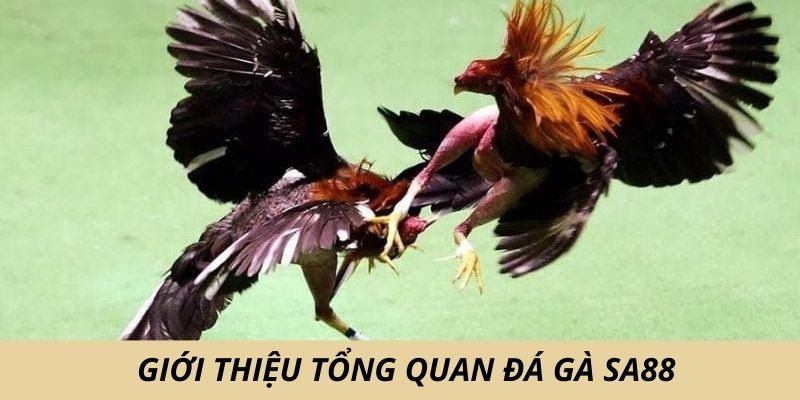 Giới thiệu tổng quan đá gà Sa88