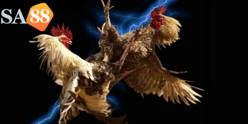 Mang lại cảm giác chân thực là điều cược thủ muốn