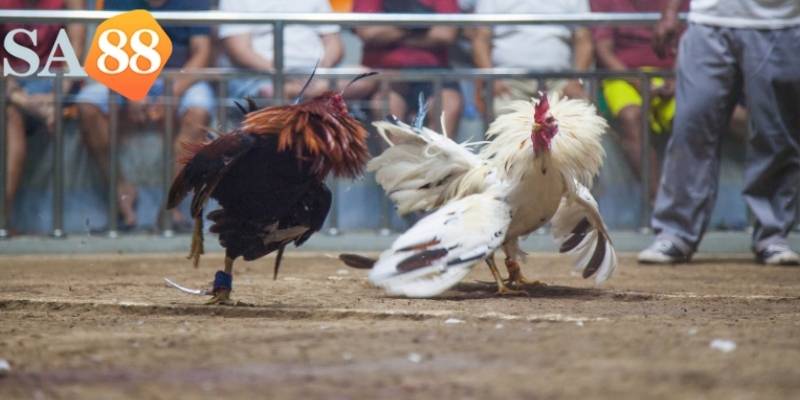 Một loại cược hấp dẫn của đá gà Sa88 là cược theo chiến kê thắng