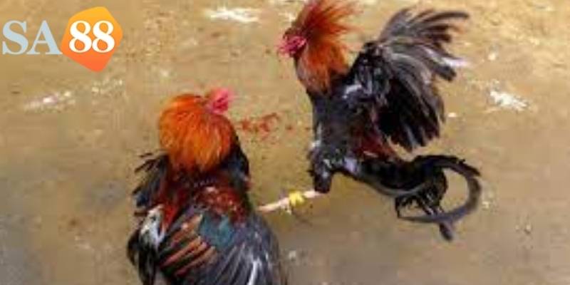 Người chơi phải quan sát kỹ các chiến kê